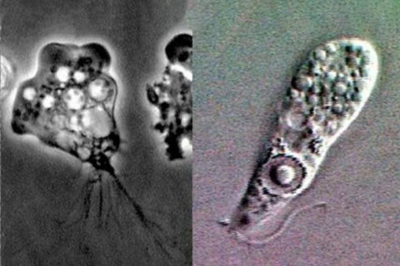 Одноклеточное проникает A. M. Baig. Pathogenesis of amoebic encephalitis: Are the amoebae being credited to an ‘inside job’ done by the host immune response? / Acta Tropica в организм через нос вместе с водой при купании.