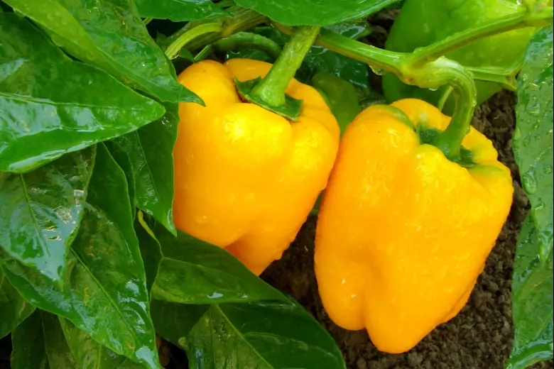 Выращивается эта популярная овощная культура повсеместно, вот почему у новичков постоянно возникают вопросы по поводу агротехники.