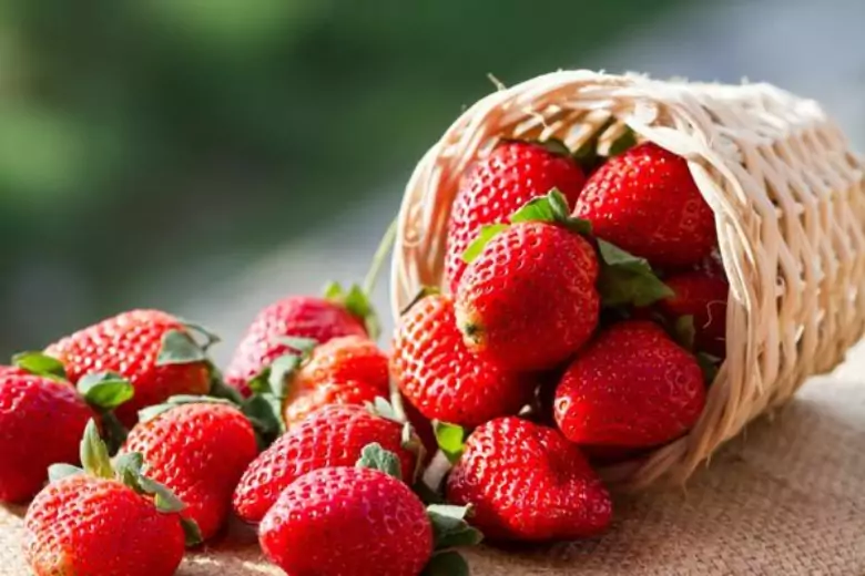 Эксперты в дачном вопросе используют простые способы для того, чтобы получить крупные ягоды клубники.