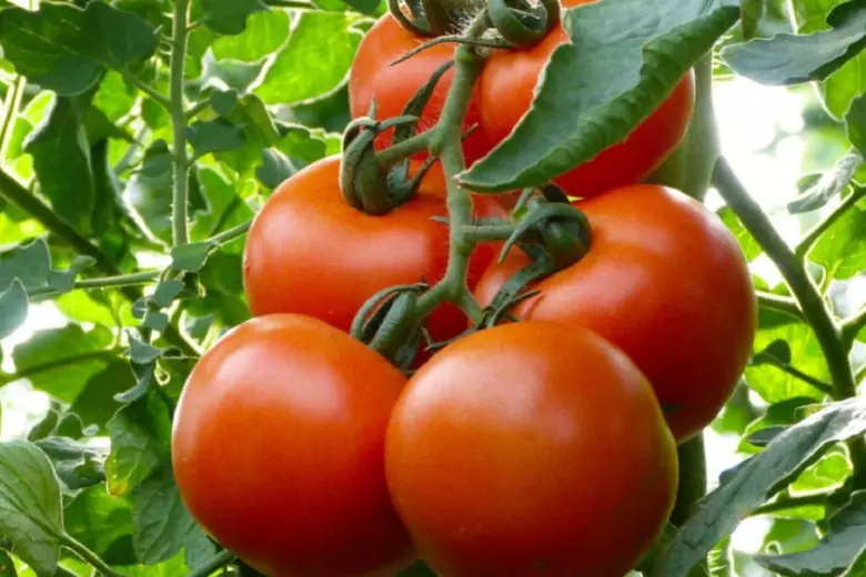 Фитофтороз - напасть, способная свести на нет все старания дачников по выращиванию томатов. Что делать?