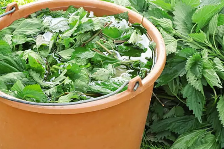 В крапиве много ценных для растения веществ и витаминов, поэтому ее можно и нужно использовать как огородную подкормку.