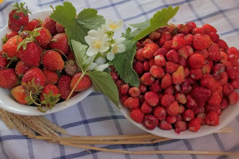 В чём разница между клубникой и земляникой?