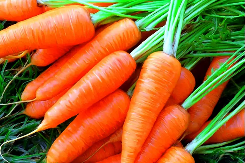 3 секрета правильного прореживания моркови, которые помогут получить отличный урожай