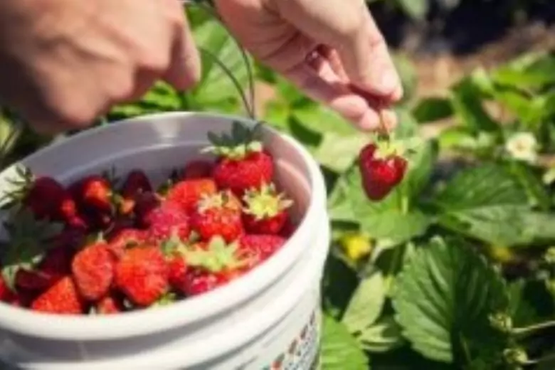 Если неправильно подойти к выращиванию любимой ягоды дачников и их домочадцев, можно получить урожай кислой клубники. Как не допустить такую ошибку?