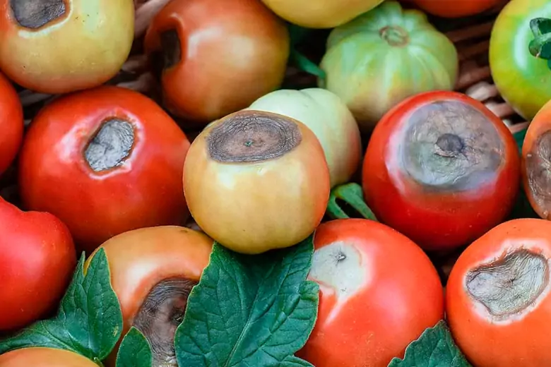 Сорняки помогут спасти помидоры от гниения