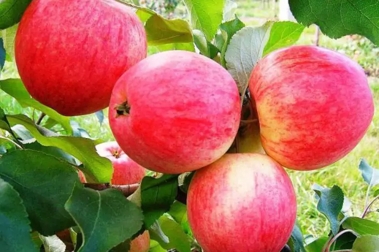 Яблоки, которые появляются на здоровом дереве, никогда не будут горькими, это касается любого сорта.