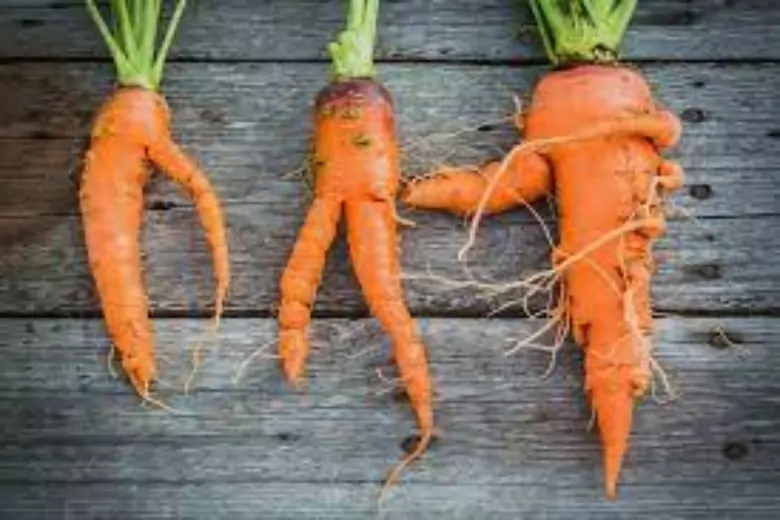Каждый дачник понимает, что рогатая, кривая морковь не будет храниться долго. Также такой овощ тяжело почистить. Как вырастить овощ правильной формы, знают эксперты.