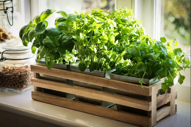 Люди, у которых нет дачных участков или домика в деревне, могут выращивать витаминную зелень на подоконнике городской квартиры.