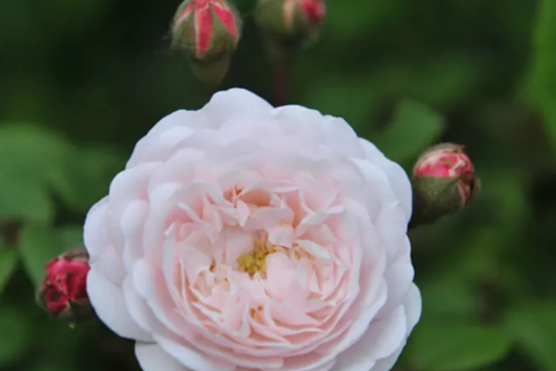Топ пять лучших роз для вашего сада от лучших садовников