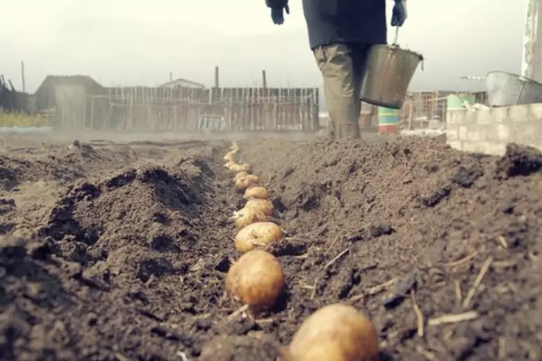 Своевременная посадка картофеля очень важна для будущего урожая, агрономы советуют обратить внимание на три признака.