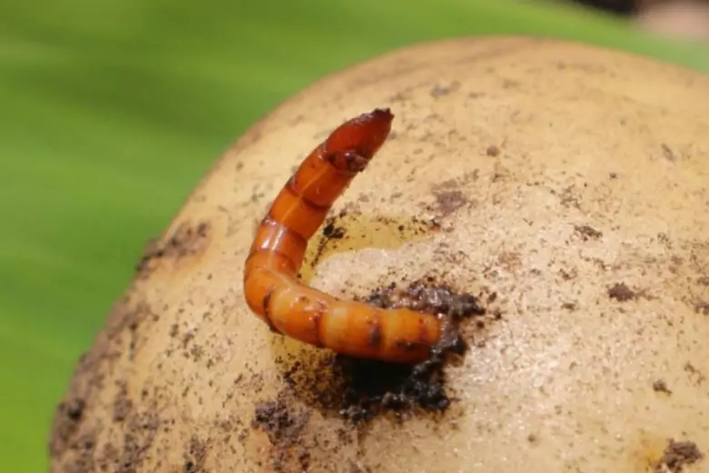 Личинка этого жука способна уничтожить половину урожая. Бороться с ним можно без использования химии.