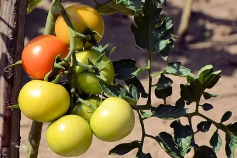 Если ваши томаты и перцы не поспевают вовремя, помочь процессу можно, прибегнув к обычным спичкам.