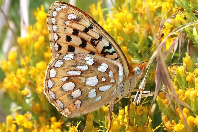Этот вид бабочек, который ранее обитал в Малверн-Хиллз и полностью исчез 30 лет назад, был вновь завезен защитником природы и его армией добровольцев.