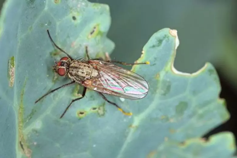 Личинки капустной мухи располагаются между почвой и стеблем или в нижних листьях растения, армия вредителей может погубить урожай.