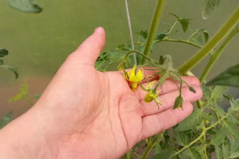 Опытный садовод объяснил, что делать, если цветущие помидоры не дают завязей