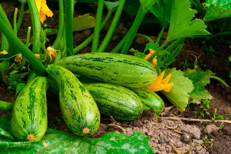 Полив растений очень влияет на будущий урожай, кабаки в этом смысле не исключение, для этих овощей есть свои правила.
