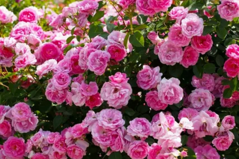 article_image