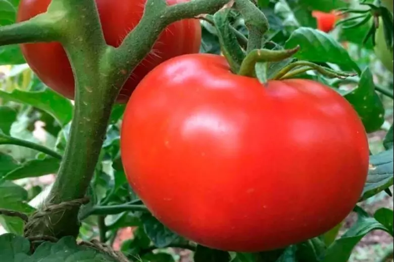Правильный полив томатов убережет растения от заболеваний и  поможет получить отличный урожай