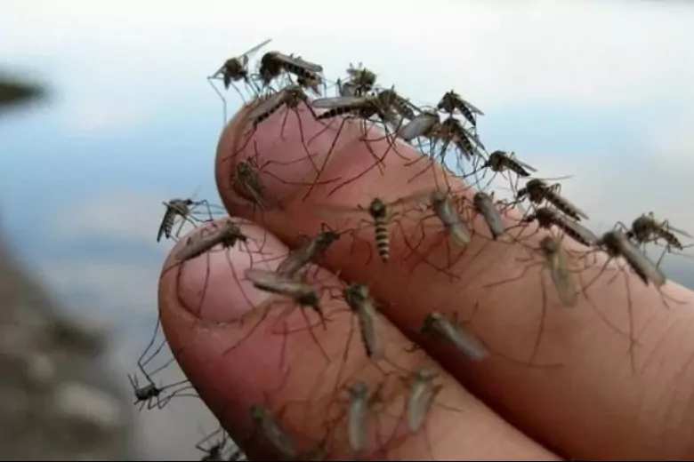Досаждают комары и мошки: как их отпугнуть и чем смазать тело после укуса