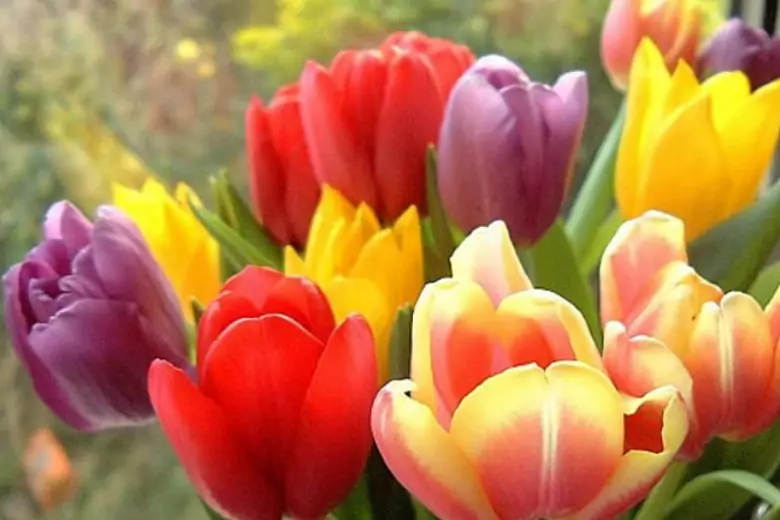 Чем подкармливать тюльпаны для роскошного цветения: лучшие натуральные средства