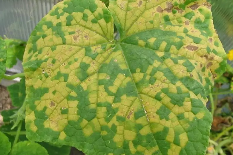 Если на огурцах поселилась тля, значит вскоре растения заболеют табачной мозаикой - страшным вирусом, который губит урожай.