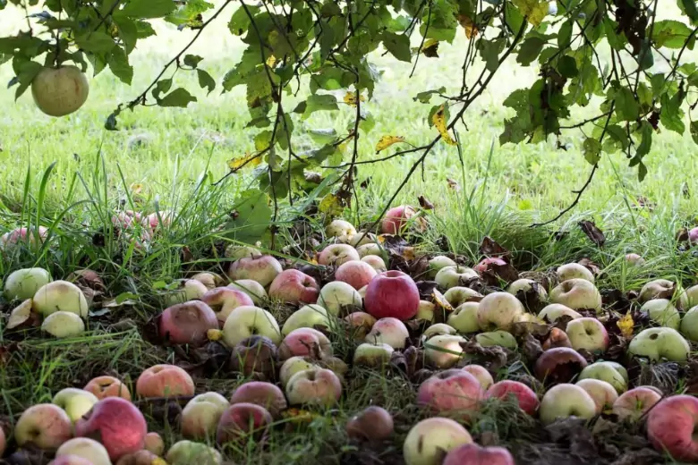 Садоводы назвали хитрый способ быстро собрать все опавшие яблоки