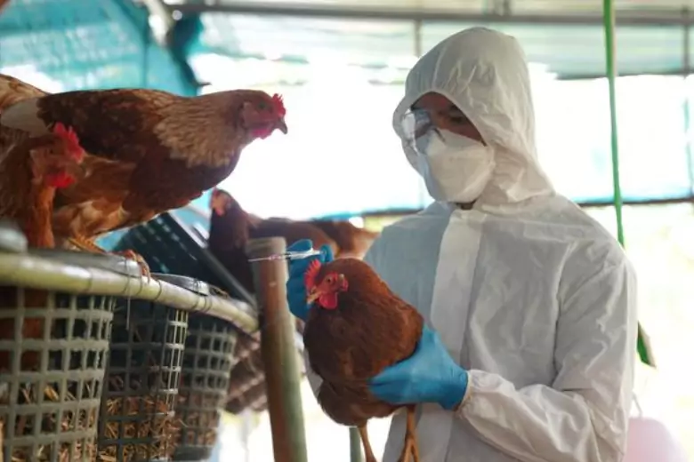 Эксперты предупреждают, что вирус H5N1, вызвавший рекордную вспышку птичьего гриппа во всем мире, быстро мутирует, многие страны призывают вакцинировать домашнюю птицу.