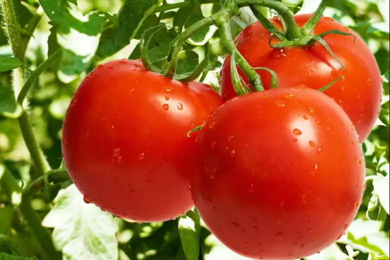Бабушкины секреты томатного плодородия: какие секреты помогут увеличить урожайность