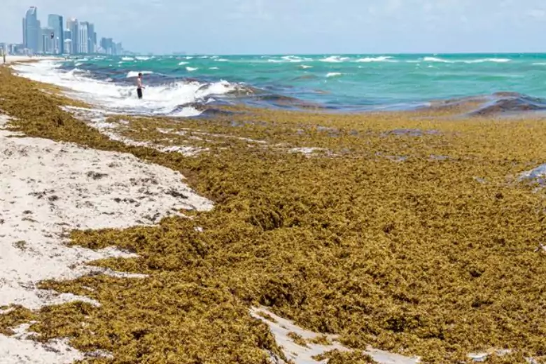 На пляжи Флориды выбросило водоросли с поедающими плоть бактериями