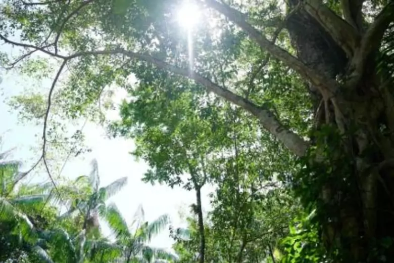 Вырубка лесов в бразильской Амазонии значительно сократилась