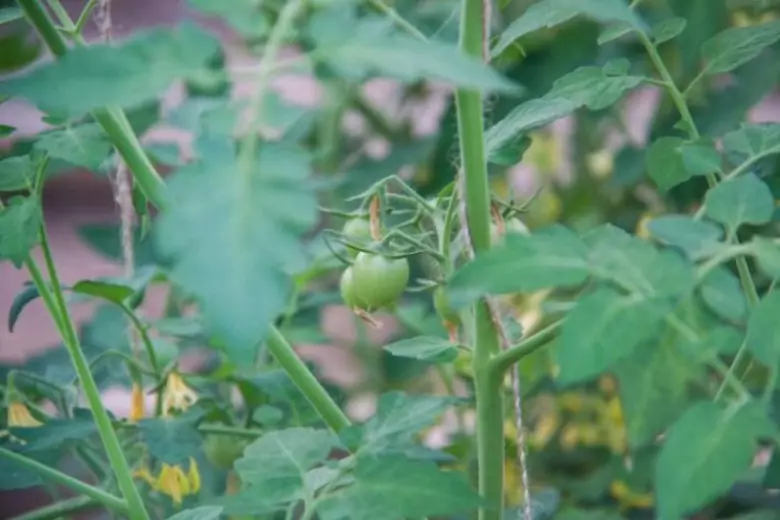 Опадание завязи на помидорах способно привести к тому, что хозяин участка останется без урожая любимых овощей. Что привело к этому и как разрешить вопрос?