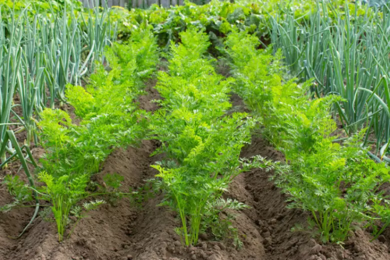 Некоторые растения отлично соседствуют с морковью, их можно выращивать на одной грядке и получать завидный урожай.