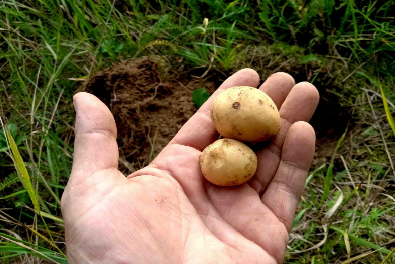 Почему картофель вырастает мелким и неказистым
