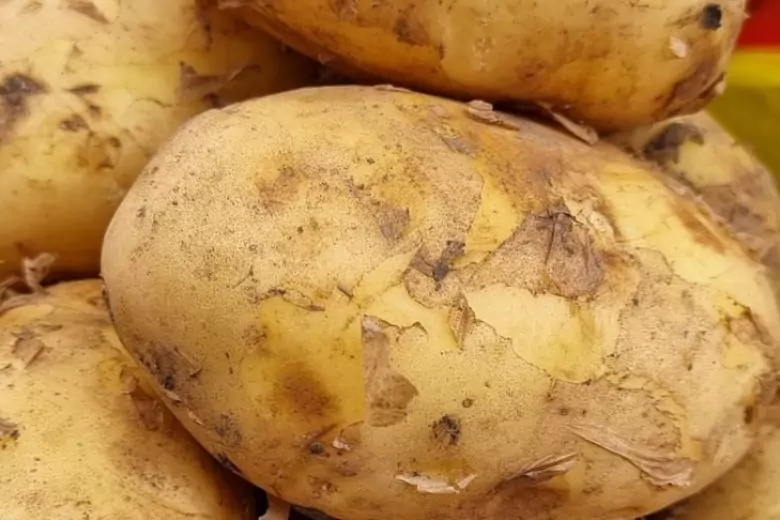 После периода цветения у картофеля начинают формироваться клубни, а какими они будут зависит от питания растения.