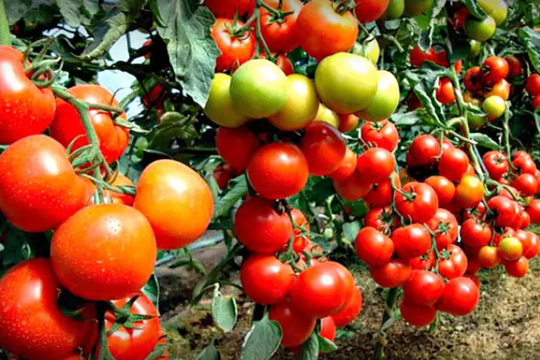 Продвинутые дачники используют секретное средство для получения обильного урожая томатов, которое готовится из доступных каждому компонентов.