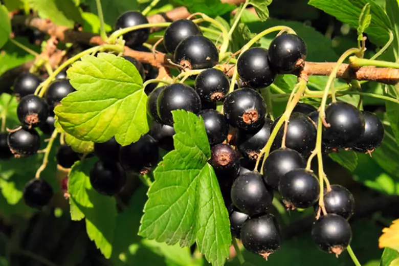 Для ускорения процесса созревания ягод черной смородины понадобится особая подкормка.