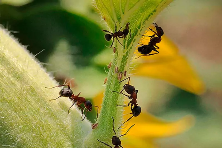 Избавиться от муравьев на участке - дело непростое, но нет ничего невозможного. Дачники со стажем утверждают, что, посадив на участке определенные растения, о проблеме можно будет позабыть.