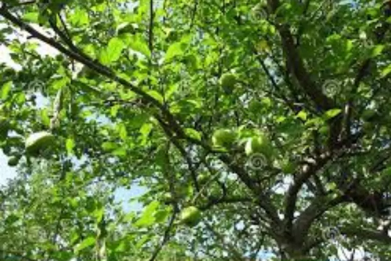 Летом плодовому дереву необходим особый уход, включая правильный полив и внесение удобрений.