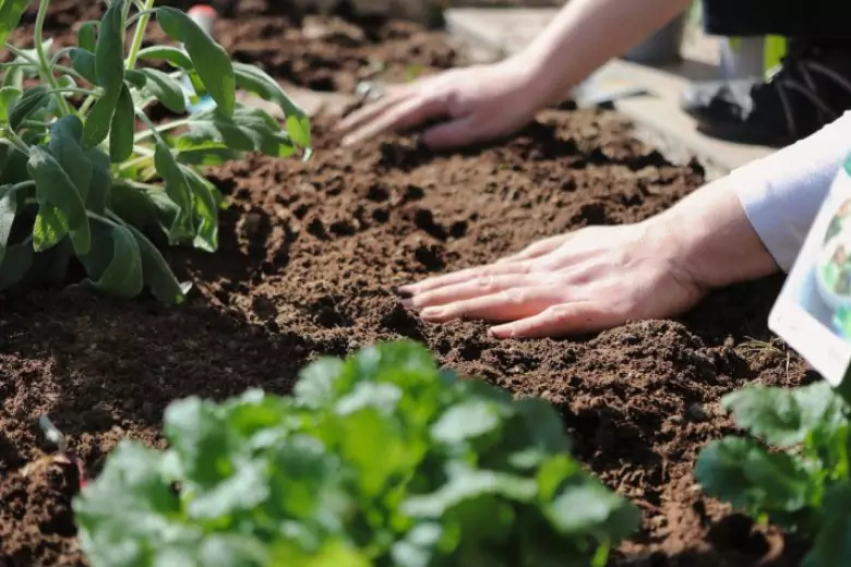 Известно, что растения лучше растут на почве, которая "дышит". В 90-е годы дачники применяли один способ для того, чтобы земля была всегда рыхлой и мягкой.