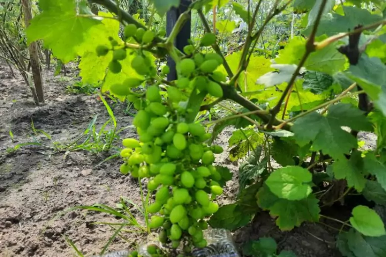 Июль - очень важное время для винограда, так как именно сейчас растут ягоды.