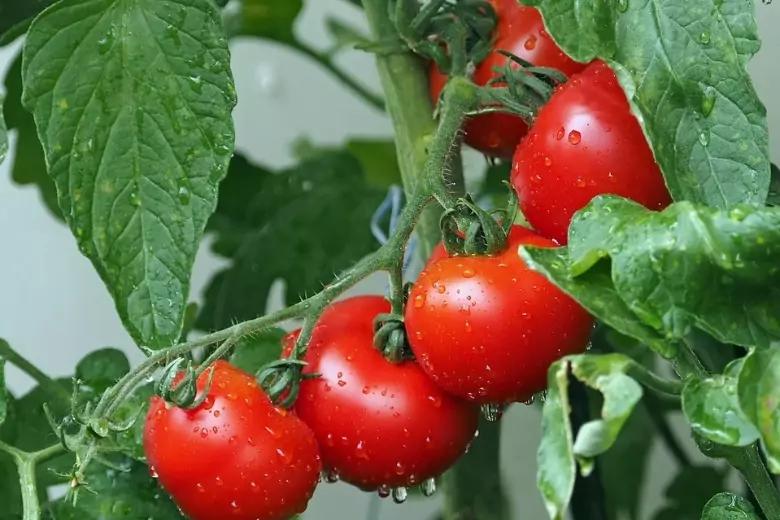 Для ускорения созревания томатов дачники со стажем выполняют с растениями различные действия.