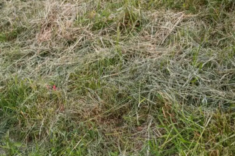 Высушенная скошенная трава - основа для приготовления средства в борьбе с грибковыми заболеваниями растений.