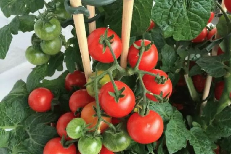 Страдать от фитофторы могут как тепличные томаты, так и те, что высажены в открытом грунте.