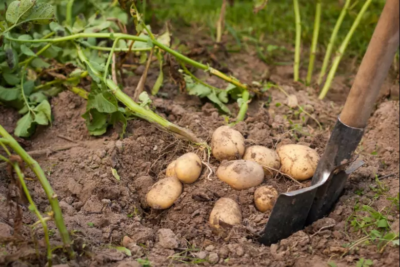 Семь ценных советов для выращивания богатого урожая картофеля