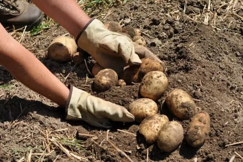 Картофель – культура, которая растет на каждом загородном участке.  Но не стоит торопиться выкапывать урожай.