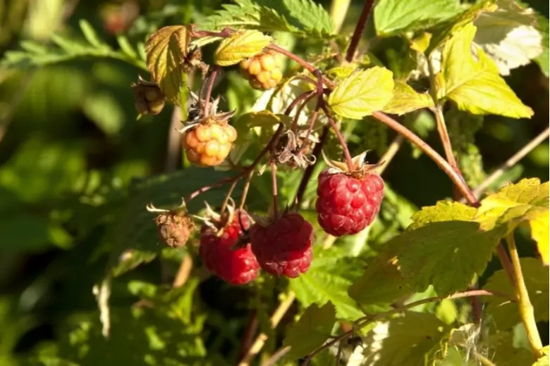 Садовод со стажем назван основные причины засыхания малины на этапе созревания ягод