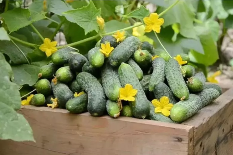 Огородный эксперт рассказал о простых действиях, которые помогут огурцам плодоносить до поздней осени