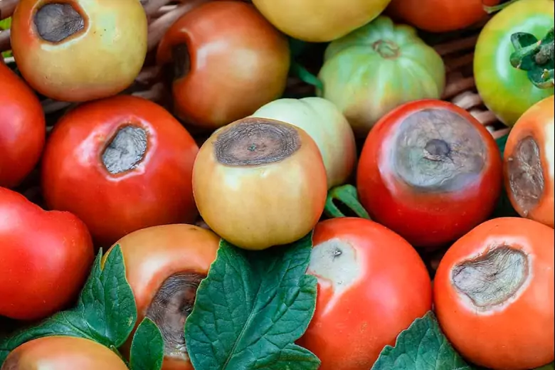 Дачный эксперт рассказал, как бороться с вершинной гнилью на помидорах без химических средств