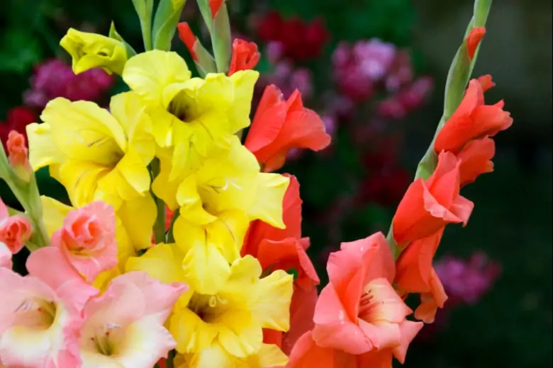 Опытный цветовод рассказал о правилах ухода за гладиолусами для активного роста и цветения