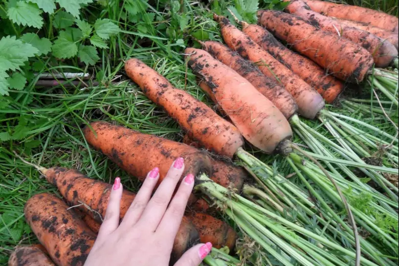 Дачник со стажем рассказал, зачем моркови нужен раствор марганцовки